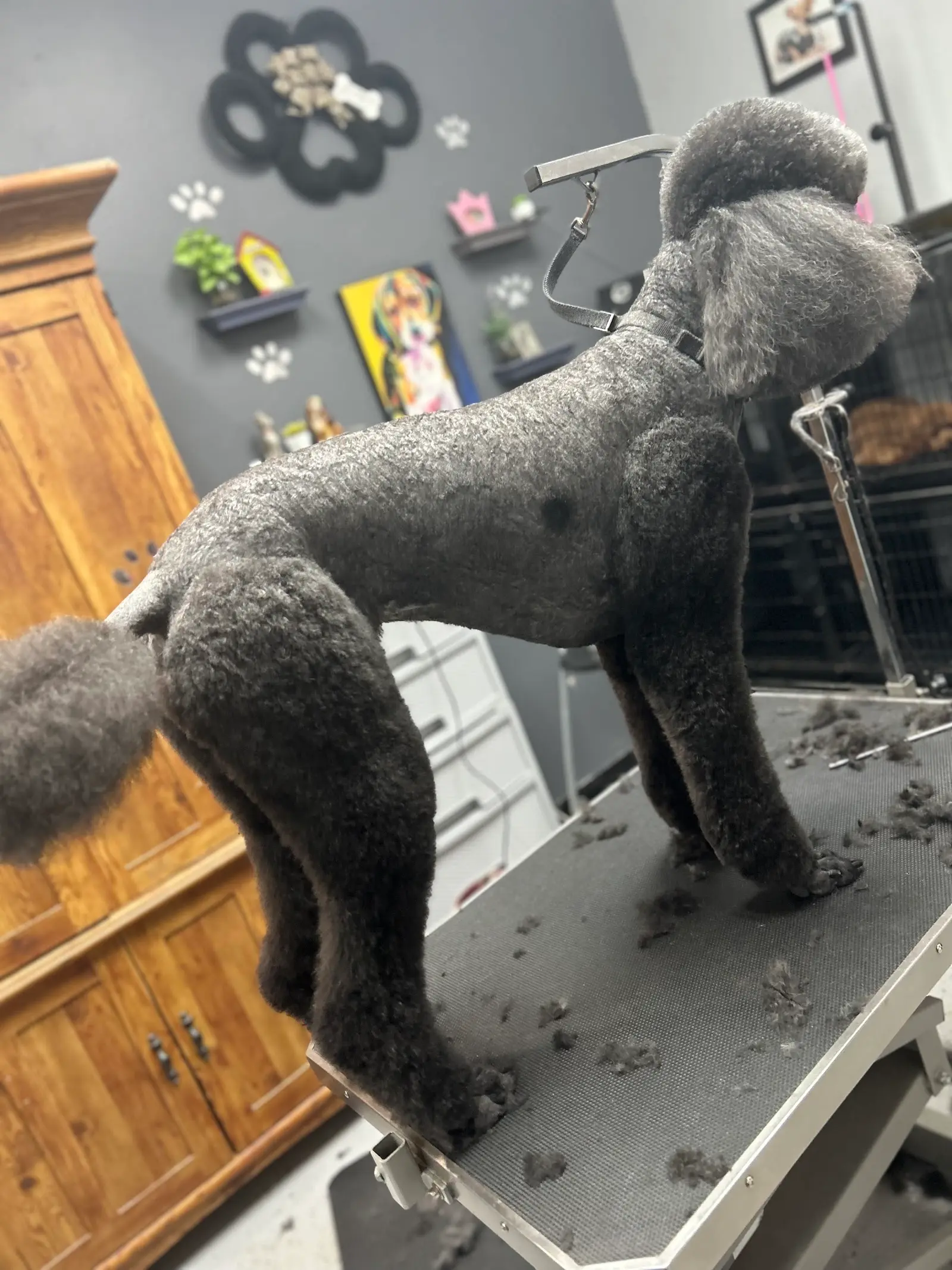Grey standard poodle standing tall on the grooming table after a fresh scissor cut at Pelusa’s
