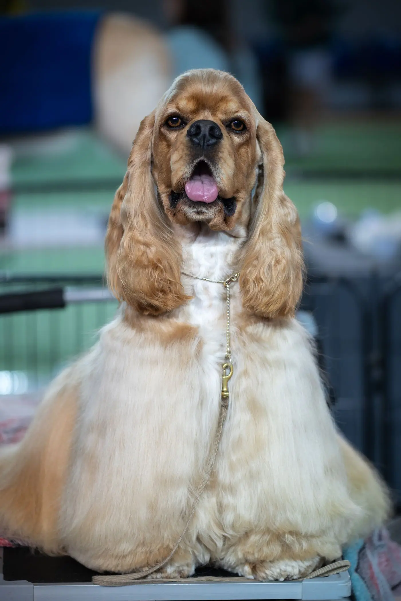 Cocker spaniel with a silky show-quality coat after a full groom