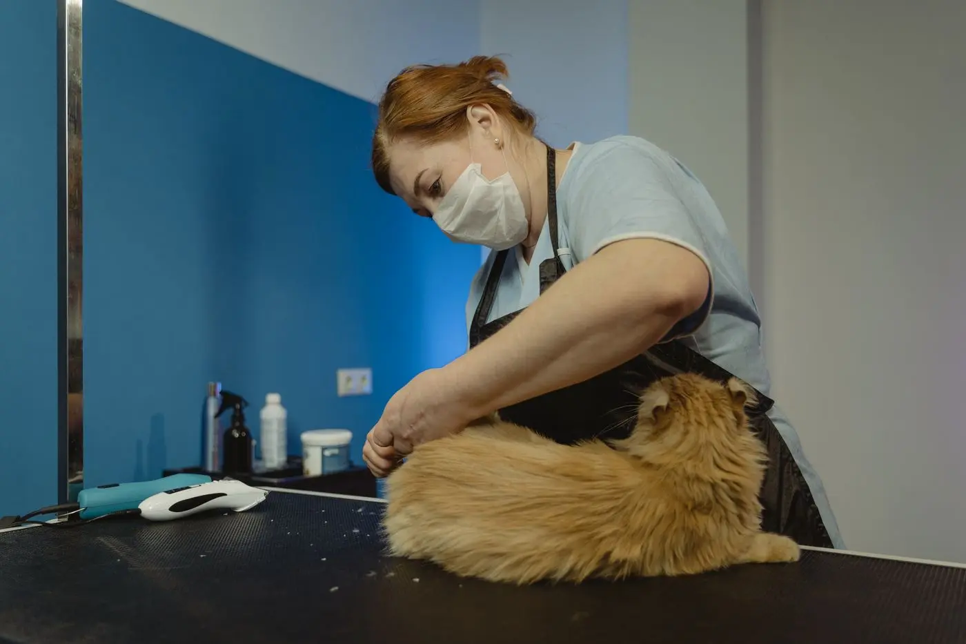 Groomer gently trimming a fluffy orange cat on the salon table