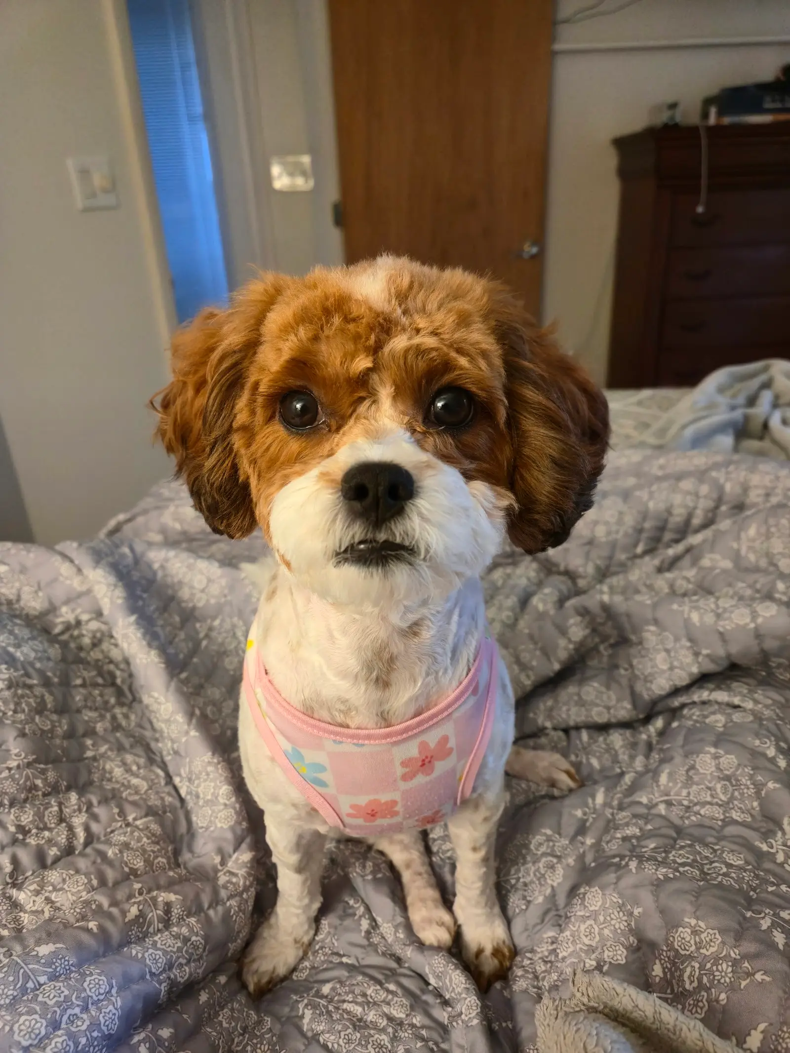 Freshly groomed Cavachon in a pink floral harness with big round eyes