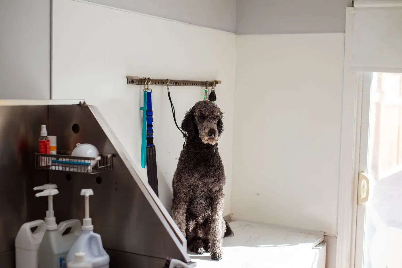 Standard poodle waiting patiently in the grooming room