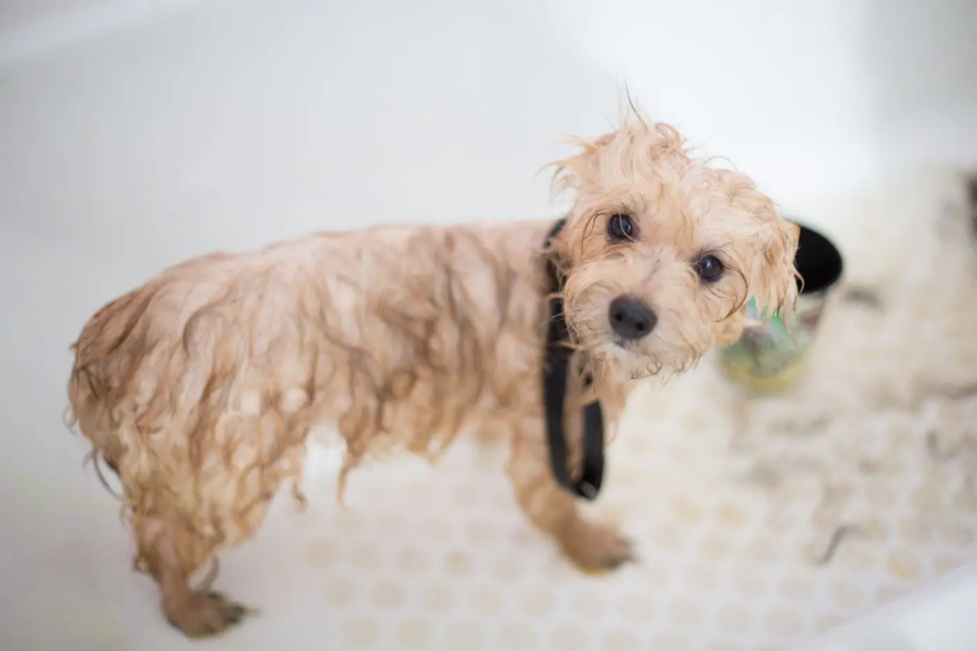 Wet puppy in the tub looking up mid-bath