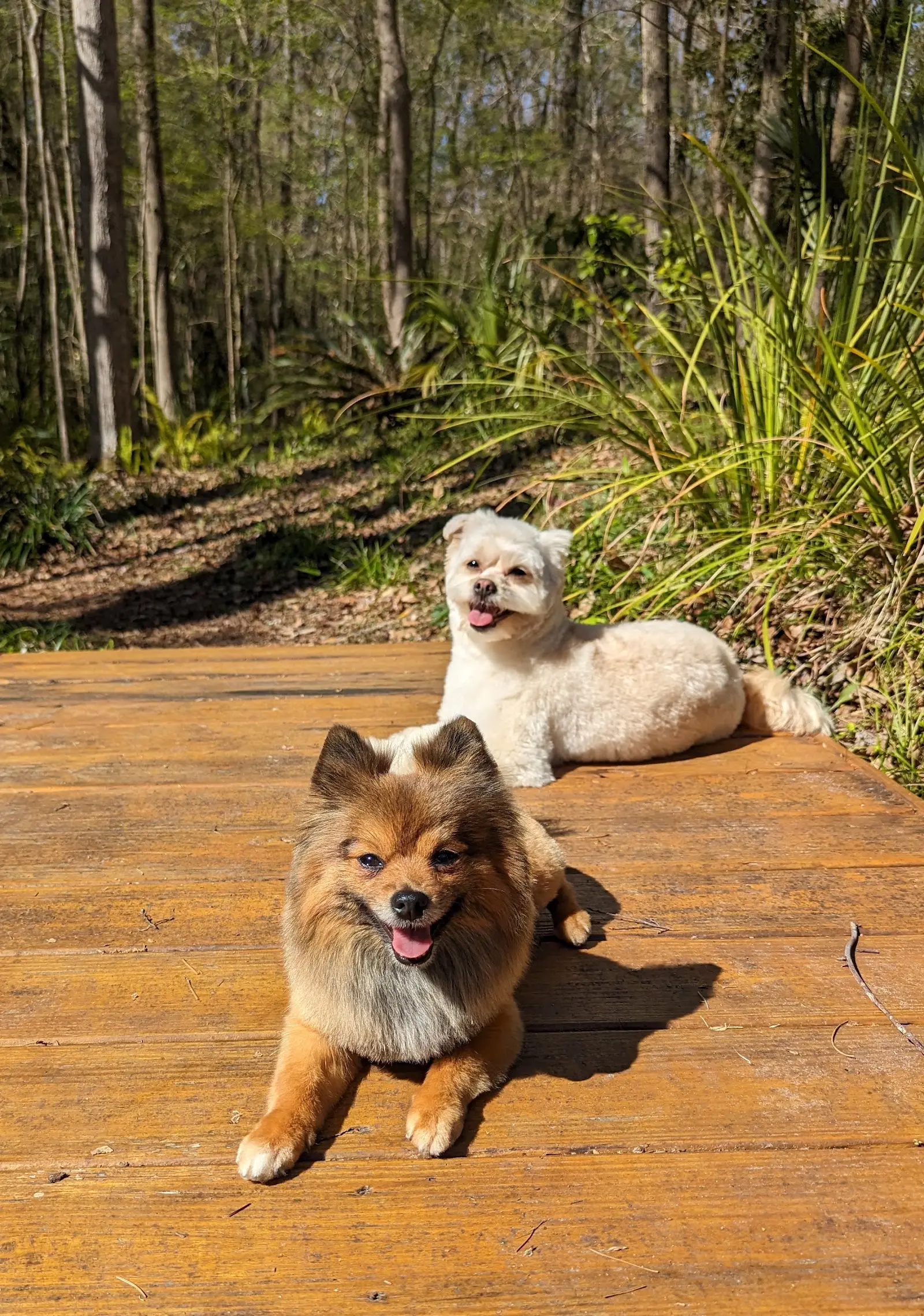 Two freshly groomed small dogs lying together on a sunny boardwalk