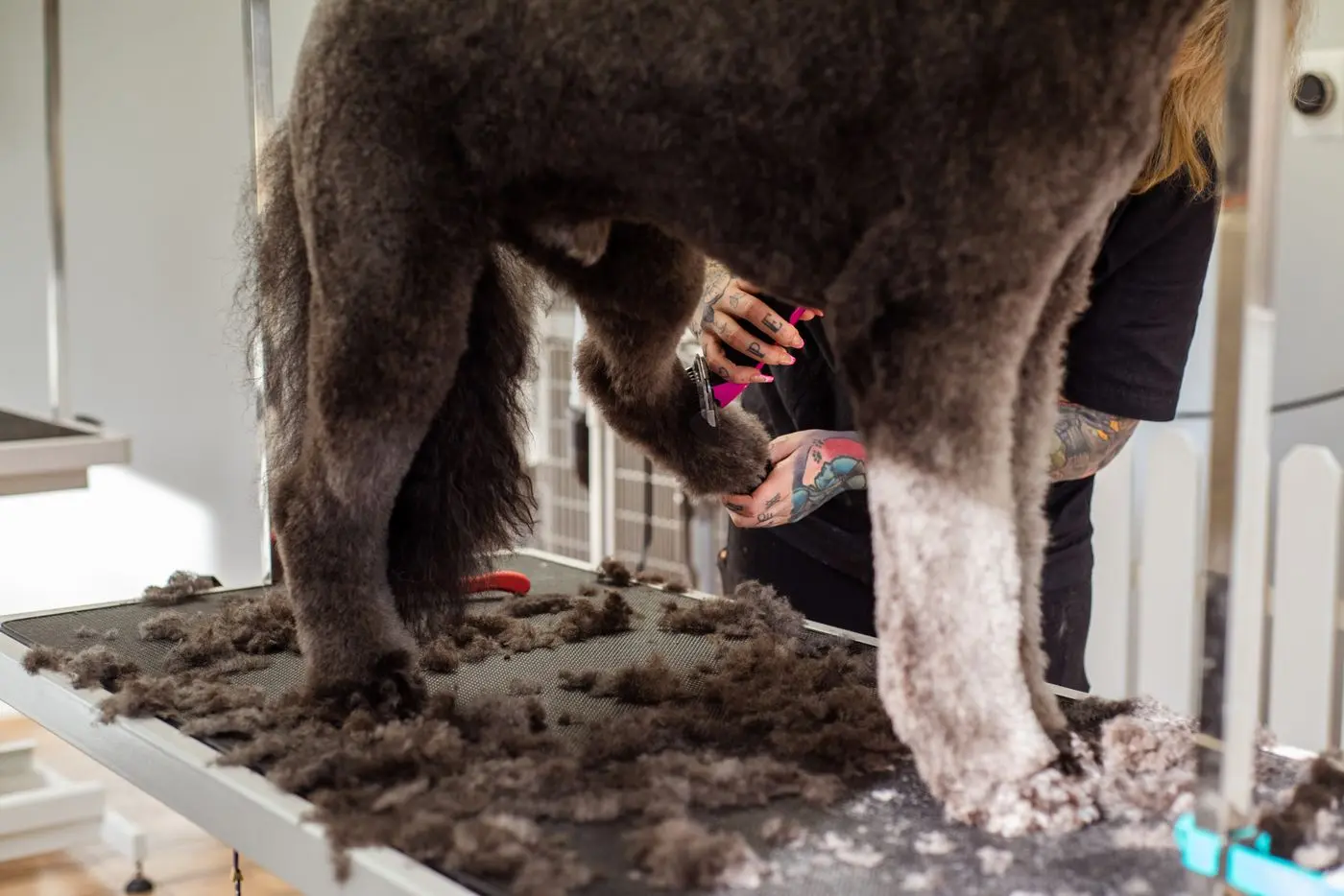 Groomer hand-scissoring a poodle’s coat on the table