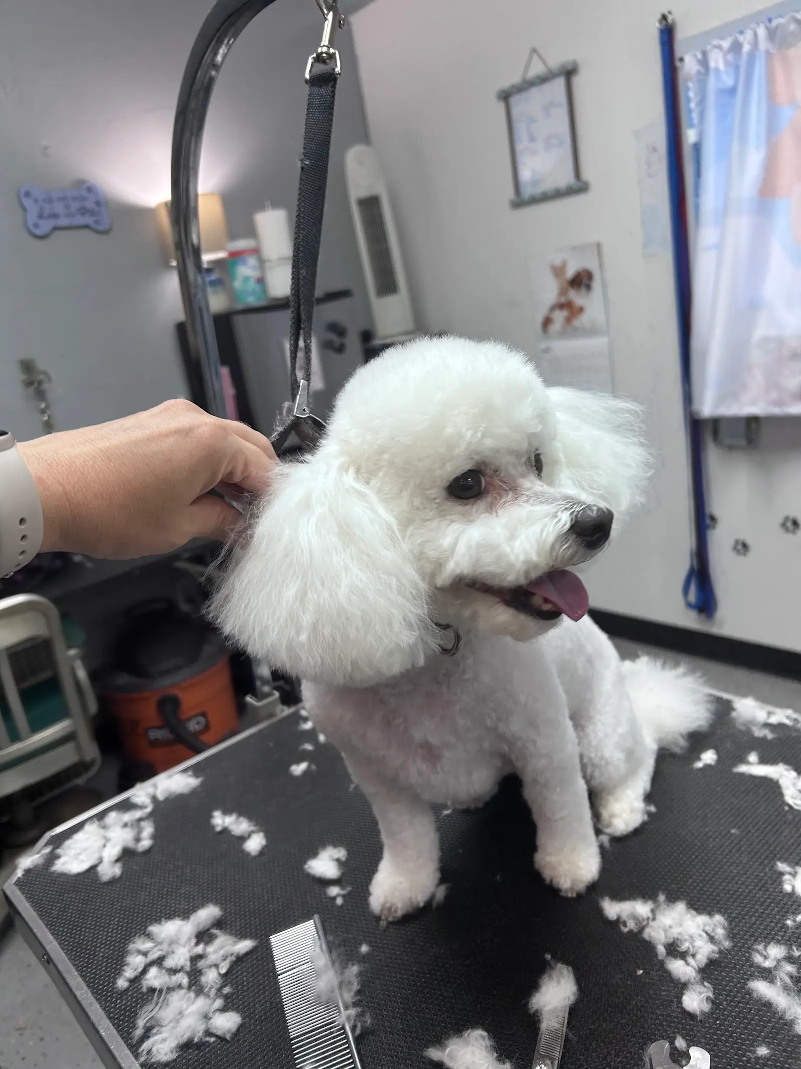 Relaxed Bichon mid-groom on the table at Pelusa’s, clippings all around