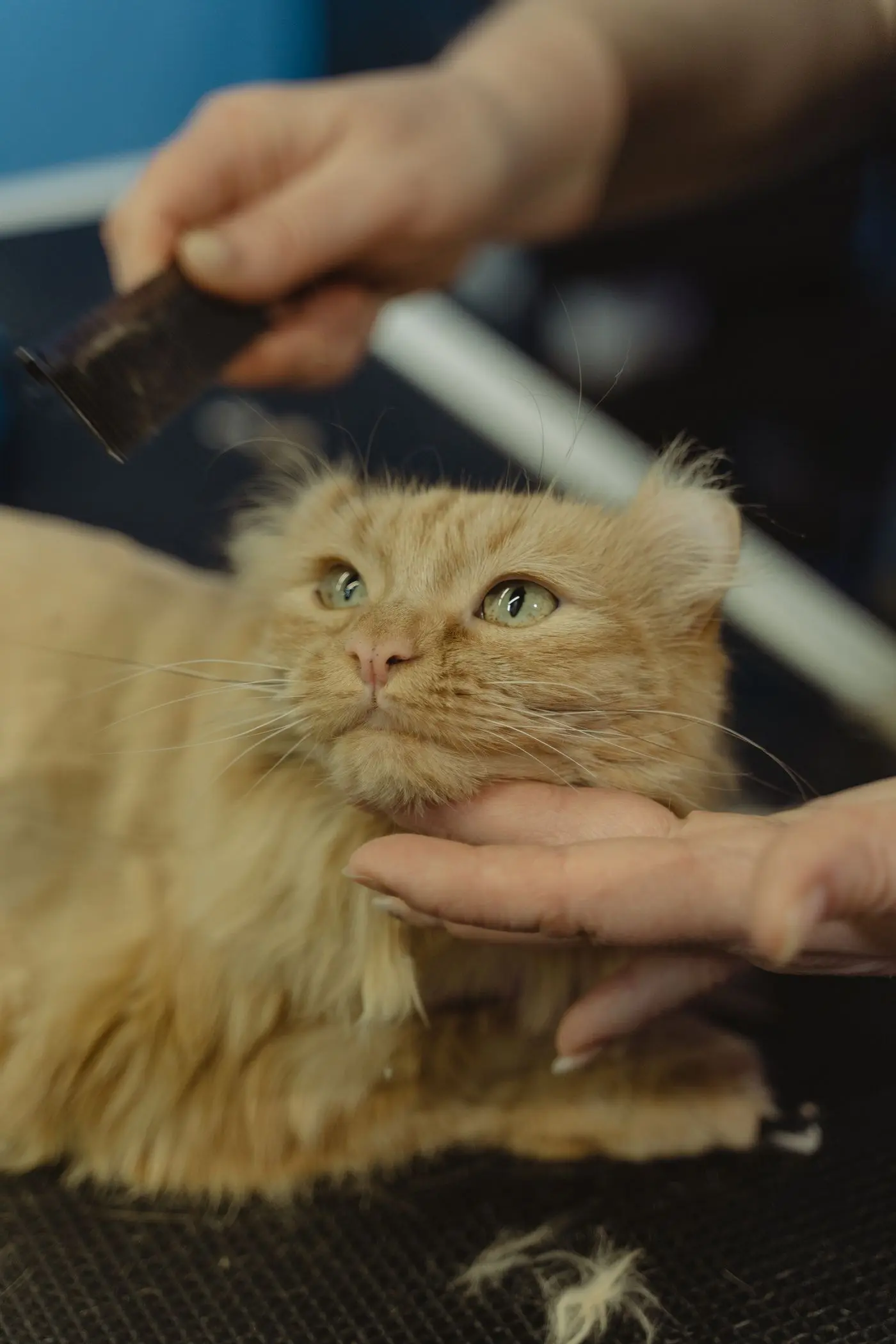 Long-haired orange cat being combed, calm and relaxed